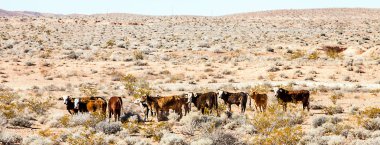Lake Mead Ulusal rekreasyon alanı içinde sığır sürüsü