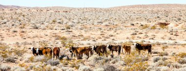 Cattle herd in the Lake Mead National Recreation Area clipart