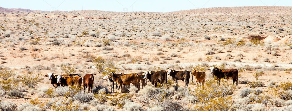 Mohave Valley