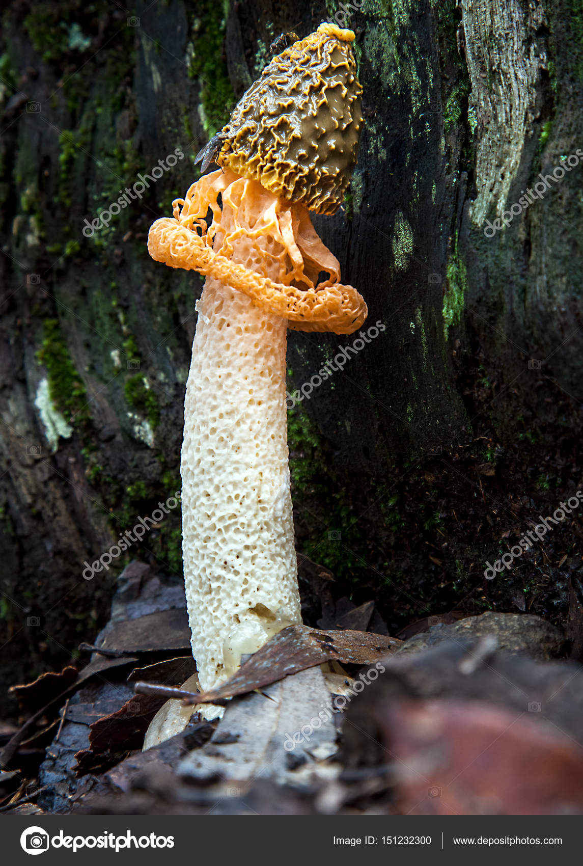 927 Bamboo Fungus Stock Photos Images Download Bamboo Fungus Pictures On Depositphotos 927 Bamboo Fungus Stock Photos Images Download Bamboo Fungus Pictures On Depositphotos
