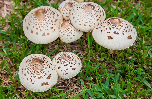 Champignons en Nouvelle-Galles du Sud Australie Champignons parapluies — Photo