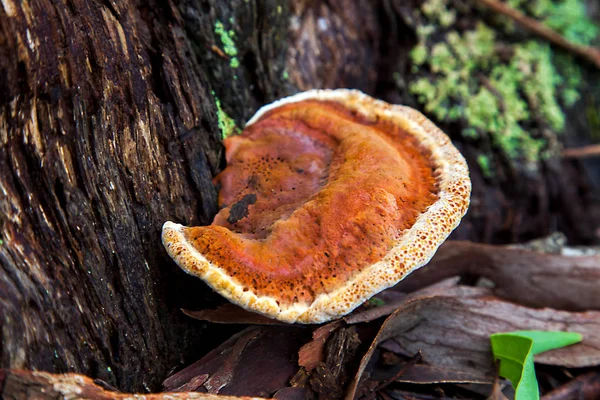 在新南威尔士州澳大利亚 Schillerporling 蘑菇 — 图库照片