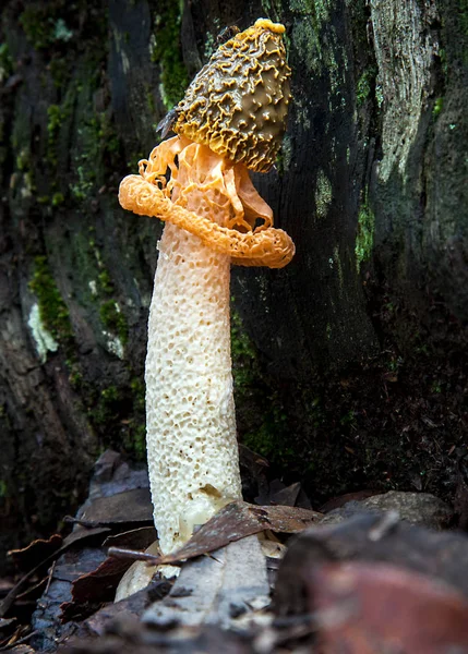 Champignon en Australie Voile Phallus multicolore — Photo