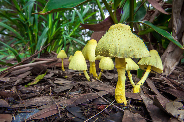 Mushrooms in New South Wales Australia Yellow fold umbrella Leuc