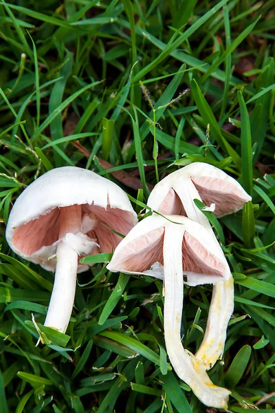 Karbolegerling tóxico en Nueva Gales del Sur Australia —  Fotos de Stock