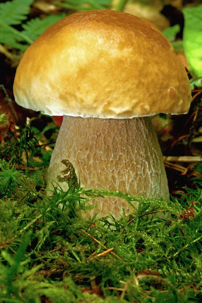 Magnífico hongo de piedra en el bosque con musgo y helecho —  Fotos de Stock