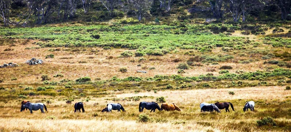 न्यू साउथ वेल्स ऑस्ट्रेलिया में जंगली घोड़े — स्टॉक फ़ोटो, इमेज