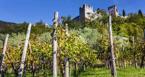 葡萄种植在 Castello di Avio 意大利特伦托 — 图库照片