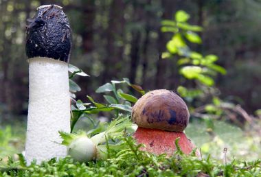 Flockenstieliger cadı ve ormandaki Stinkmorchel