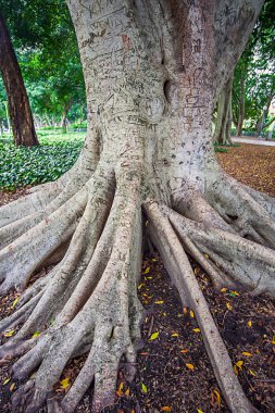 Hyde Park'ta Sidney yeni güney Wales Avustralya