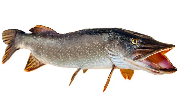 River pike with open throat — Stock Photo, Image