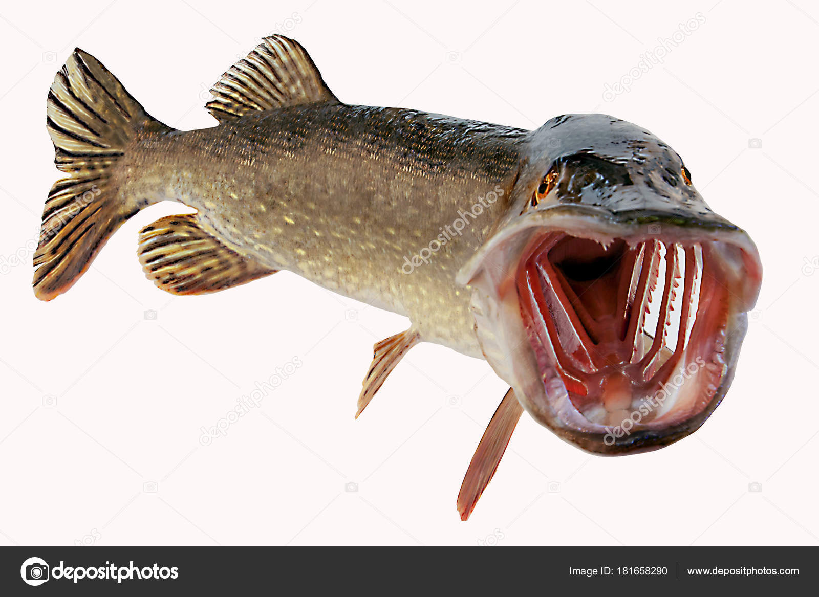 Рыбка открывает рот. Рыба открыла рот. Рыба раскрытым ртом. Рыба щука с открытым ртом. Открытый рот рыбы.