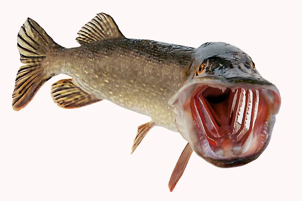 A river pike with wide open mouth free — Stock Photo, Image