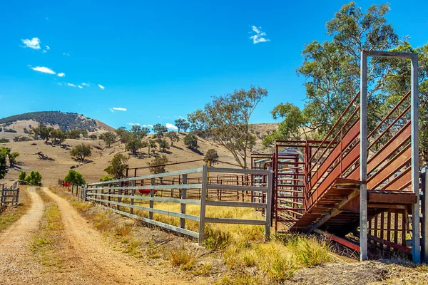 Juhok legelő és rakodási állomás új Dél Wales Ausztrália — Stock Fotó