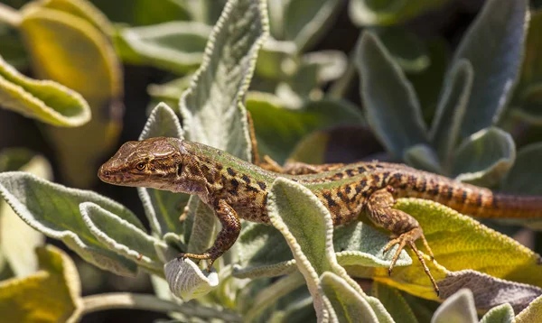 Wall lizard Podarcis muralis basks in a sage bush in Italy — Stock Photo, Image