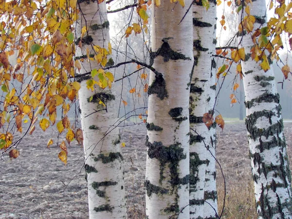 Birch trees in autumn with raindrops flowing down from the leaves of a tree. — Stock Photo, Image
