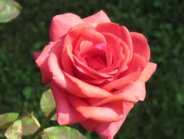 Spectacular Red Rose Close Delicate Rose Petals Background Green Leaves — ストック写真