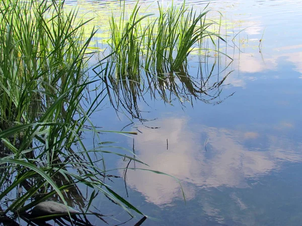 White Clouds Swim Smoothly Blue Sky Reflected Lake Which Overgrown — ストック写真