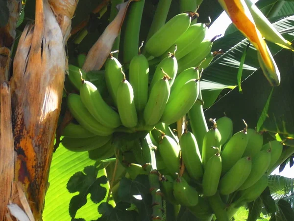Green bananas on a banana tree in Egypt, growing in a bunch. Before harvesting in the summer.