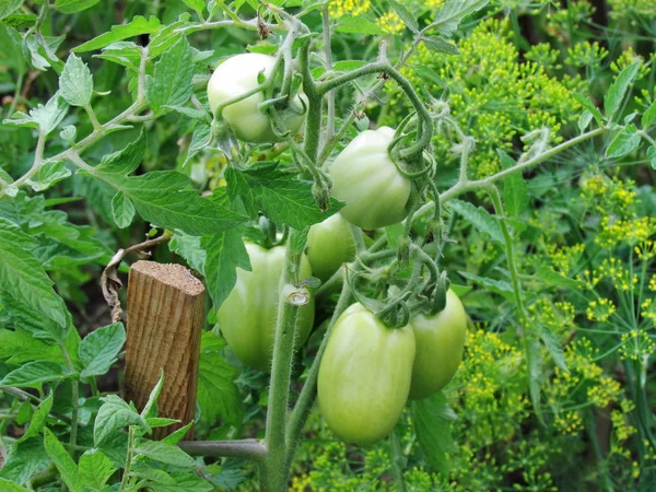 Thick green tomatoes growing on a thick vine in the garden