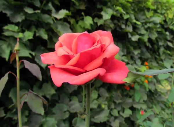 Spectacular Red Rose Close Delicate Rose Petals Background Green Leaves — ストック写真