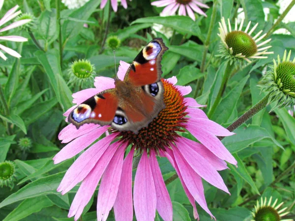 On a warm summer day, in sunny weather, a beautiful butterfly drinks charming nectar sitting on a beautiful flower. A close-up photo showing all the magnificent details on the wings of this insect.