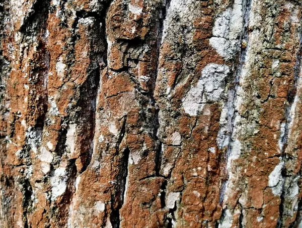 Corteza Estructural Árbol Con Relieve Áspero Fotografía Cerca Macro Tiro — Foto de Stock