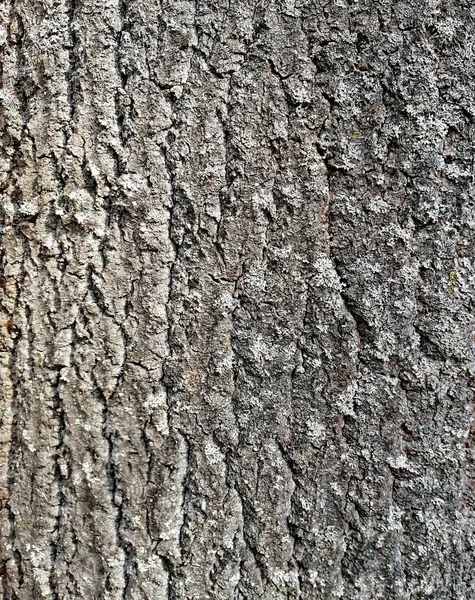 Corteza Estructural Árbol Con Relieve Áspero Fotografía Cerca Macro Tiro — Foto de Stock