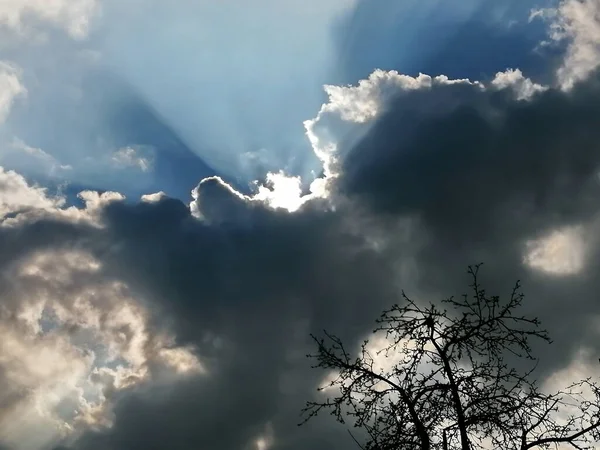 Dark Silhouette Tree Background Thunderclouds Which Bright Rays Sun Break — Stock Photo, Image