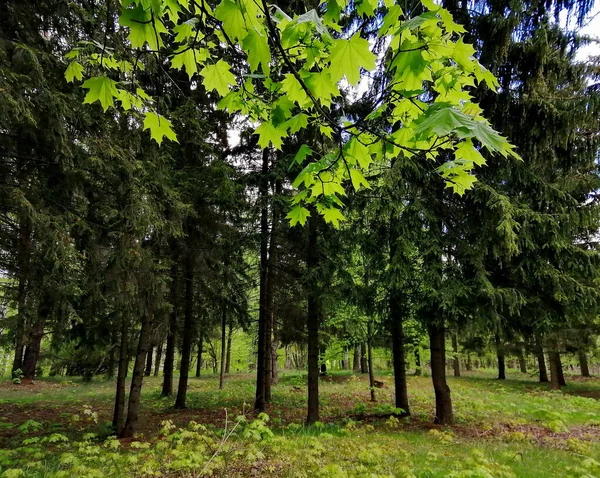 Tender Green Leaves Tree Background Dark Forest Evergreen Spruce Photo — Stock Photo, Image