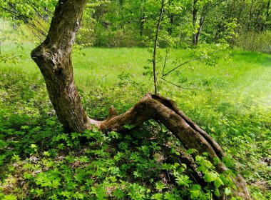 Yaşlı kuru bir ağaç, genç bir çekimciye yeni bir hayat verir. Yumuşak, yeşil çimlerden oluşan bir arka planda ağaç gövdesi. Manzara fotoğrafı açık ve güneşli bir havada çekildi..