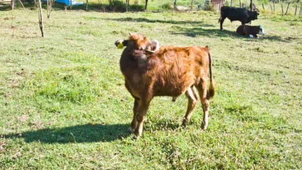 Kalb und Mutter spazieren auf der grünen Weide — Stockvideo