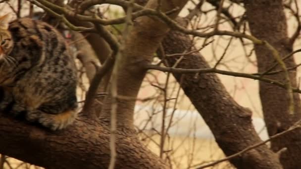 나무 위의 고양이 — 비디오