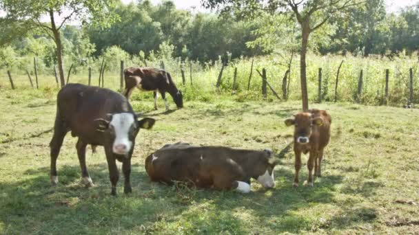 Cows meadow — Stock Video