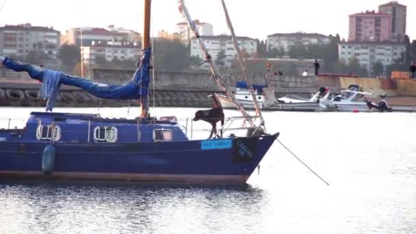 Собака на лодке — стоковое видео