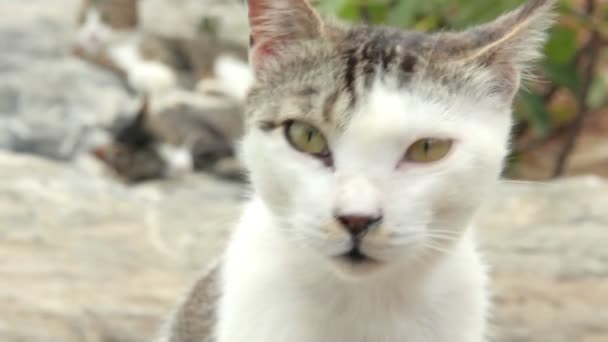 Groupe de chats 