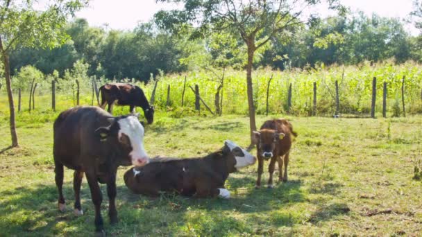 Grupo de vacas — Vídeos de Stock