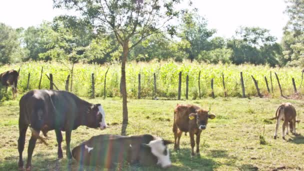 Grupo de vacas — Vídeos de Stock