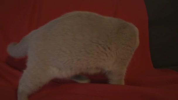 Giocoso britannico gatto su allenatore — Video Stock