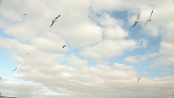 Gaviotas en el cielo — Vídeos de Stock