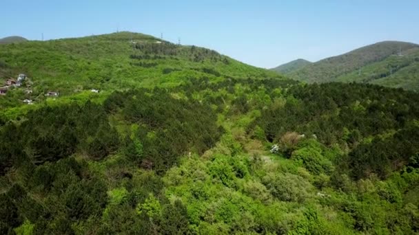 Fond aérien forêt de pins verts — Video