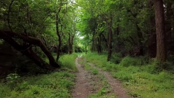 déplacement aérien entre les arbres dans la forêt de fantaisie 