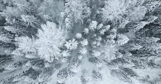 Vista aérea de cima para baixo da floresta de abeto coberta — Vídeo de Stock