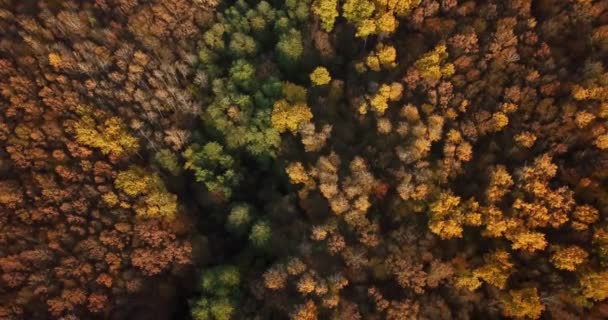 Vista aérea superior de árvores de outono na floresta — Vídeo de Stock