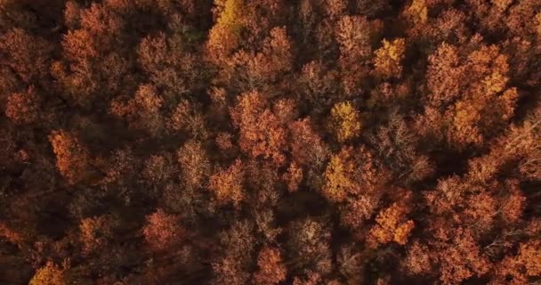 Вид зверху на осінні дерева в лісі — стокове відео