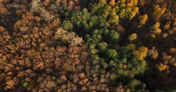 Vista aérea superior de árvores de outono na floresta — Vídeo de Stock