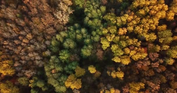 Vista aérea superior de árvores de outono na floresta — Vídeo de Stock