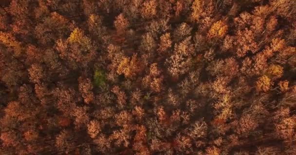 Vista aérea superior de árvores de outono na floresta — Vídeo de Stock