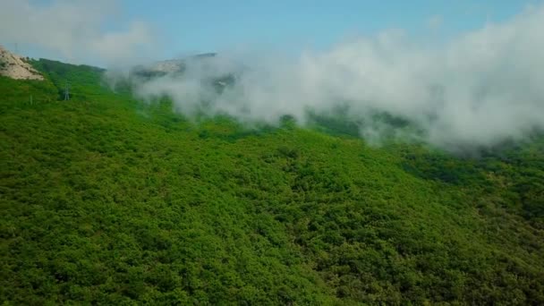 Vista aérea de chuva verde exuberante cobertura de chuva chuva — Vídeo de Stock