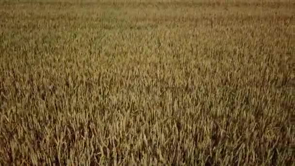 大麦田和阳光灿烂的白昼美丽的大自然 — 图库视频影像